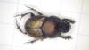 Onthophagus vacca